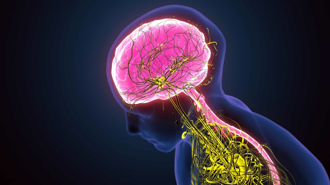 What is the Relationship Between Stress and Your Nervous System ...